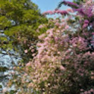 Meet your Posher, Cherene